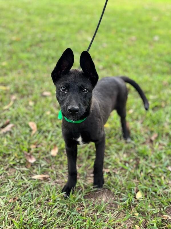 Enlarge Onyx, a Adoptable mixed breed in Aiken, SC image 4/5