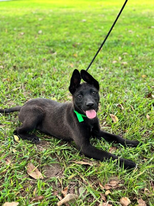 Enlarge Onyx, a Adoptable mixed breed in Aiken, SC image 5/5