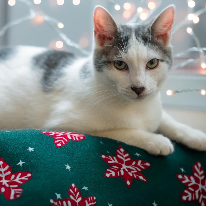 Wiggles  SO FRIENDLY!, Adoptable, Kitten Male Domestic Short Hair.