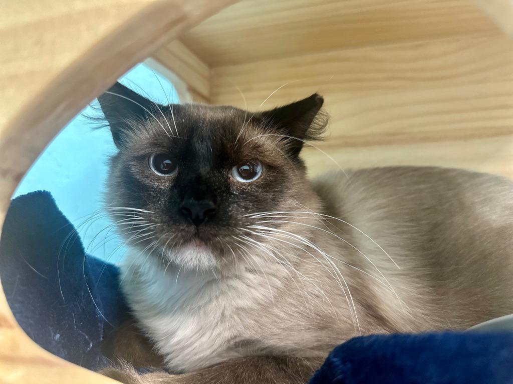 Enlarge Dara, a Adoptable Siamese in Cape Coral, FL image 1/2