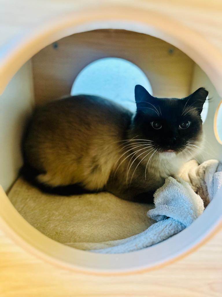 Enlarge Dara, a Adoptable Siamese in Cape Coral, FL image 1/2