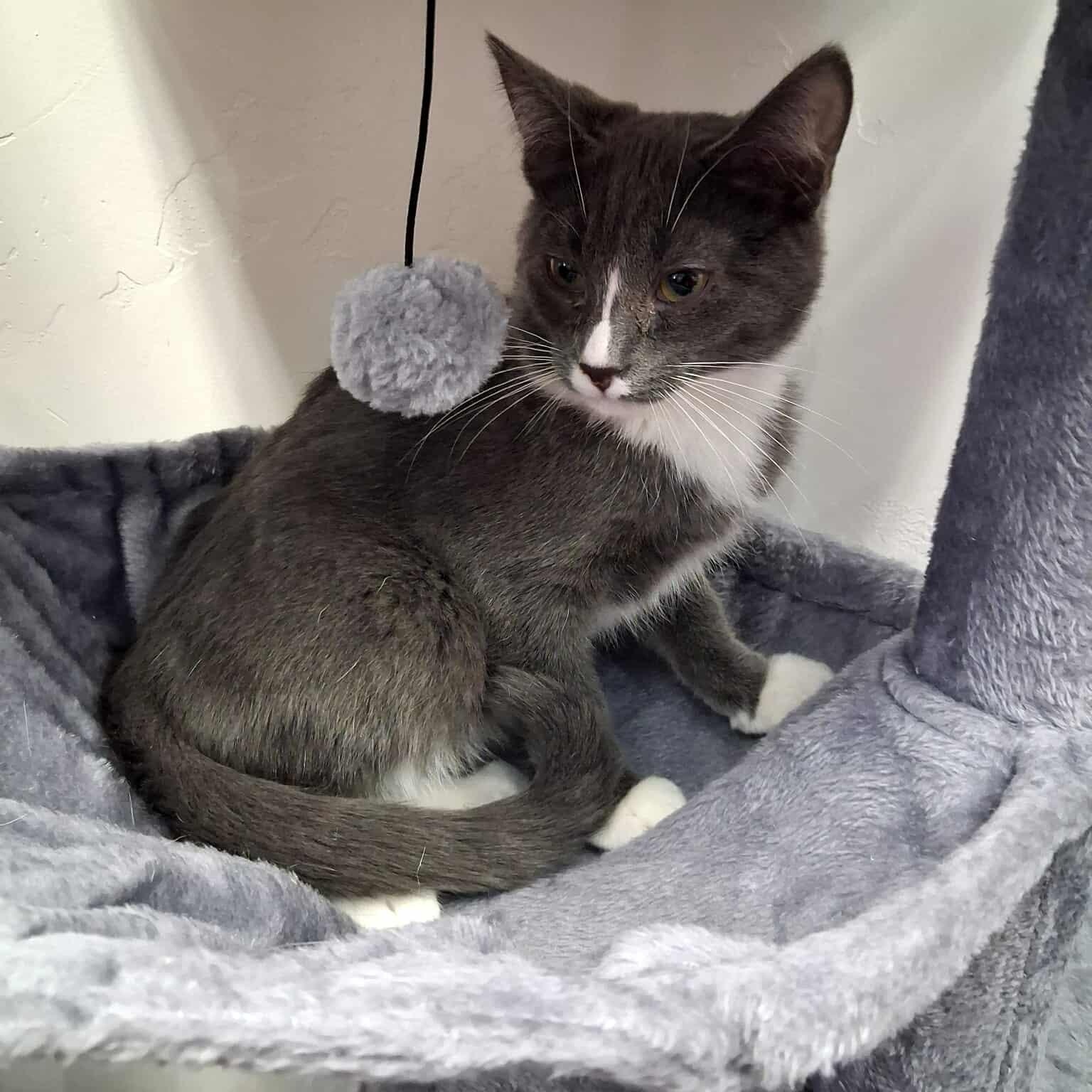 Enlarge Ladybug, a other Domestic Short Hair in Roosevelt, UT image 1/3