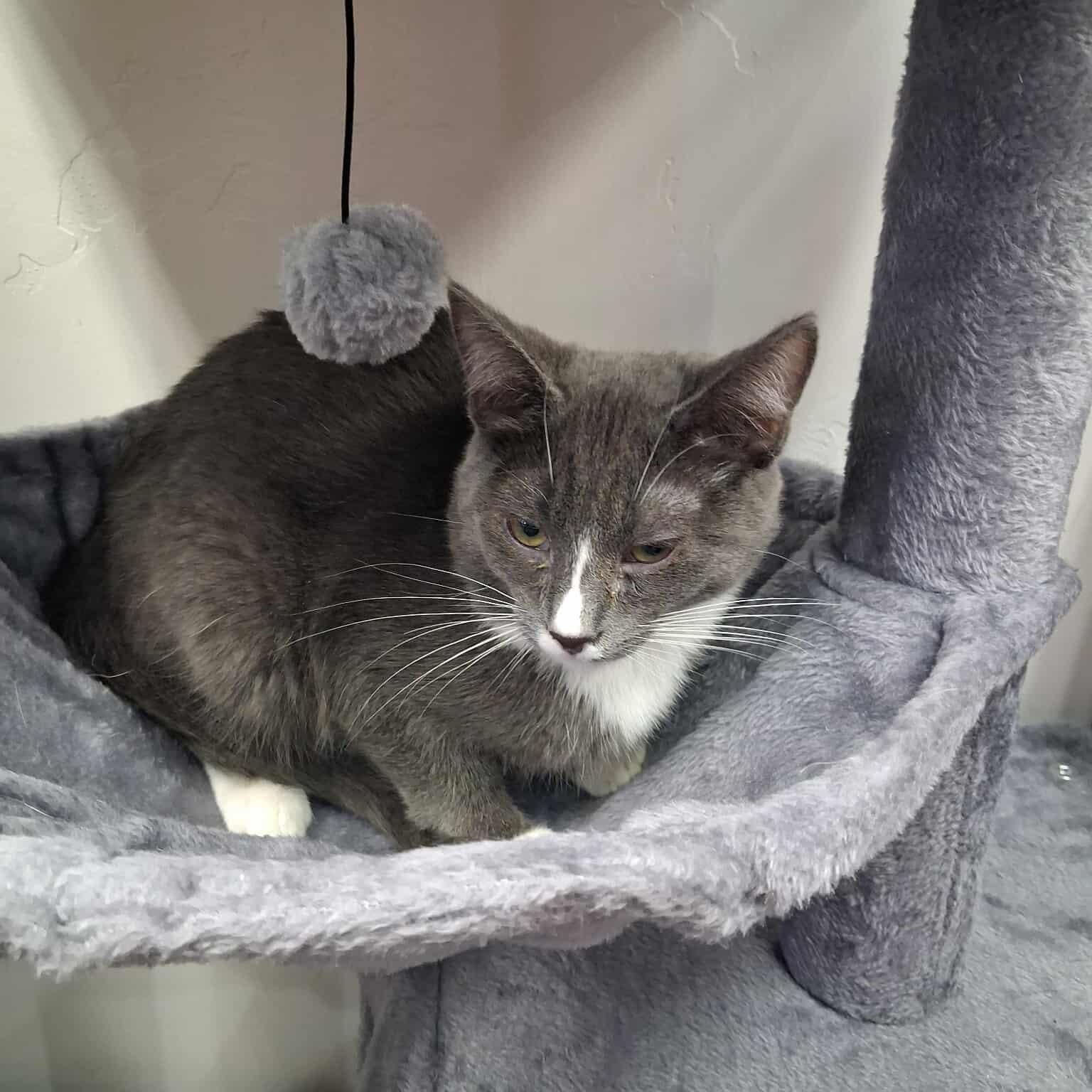 Enlarge Ladybug, a other Domestic Short Hair in Roosevelt, UT image 3/3