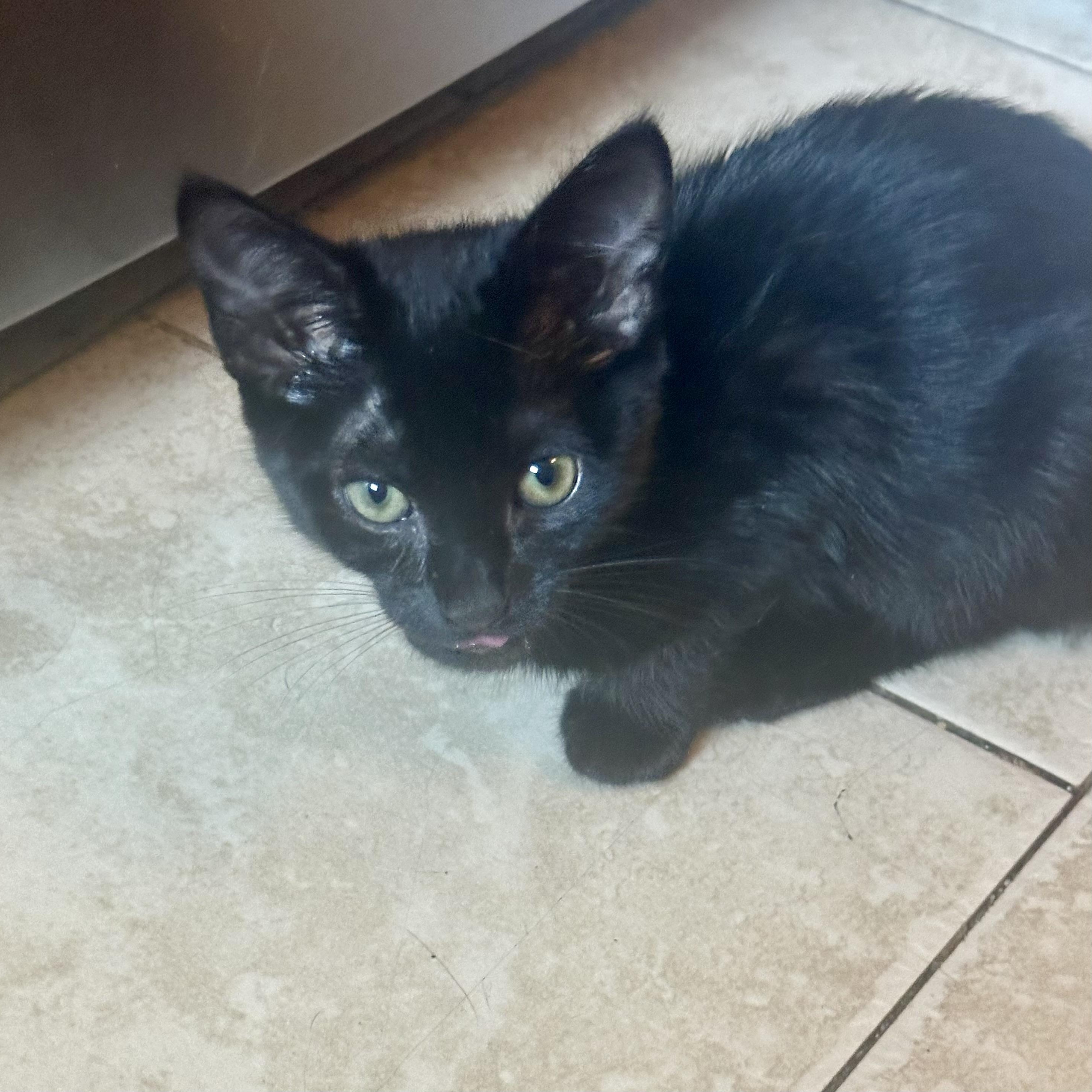 GQ, Adoptable, Kitten Male Domestic Short Hair.