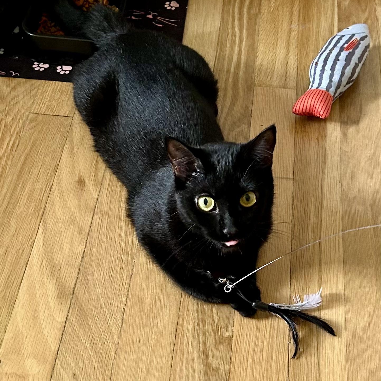 Enlarge JAX, a Adoptable Tuxedo in Staten Island, NY image 1/1