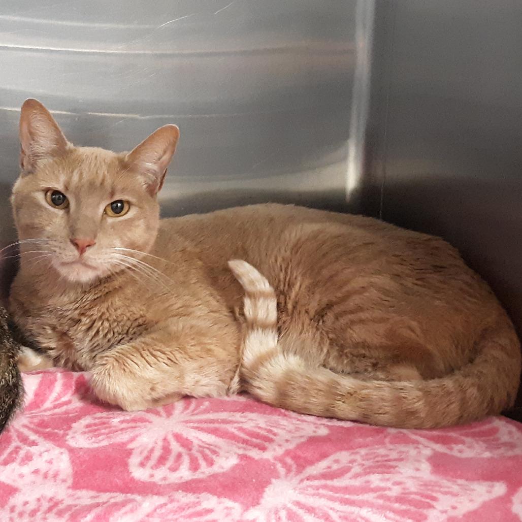 Oscar, Adoptable, Adult Male Domestic Short Hair.