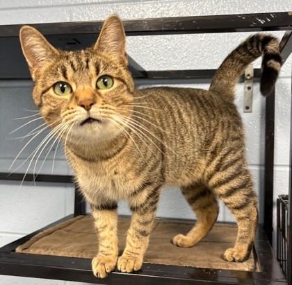 Enlarge Camila, a Adoptable Domestic Short Hair in Columbia City, IN image 1/3