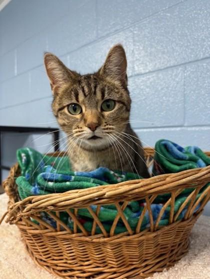 Enlarge Camila, a Adoptable Domestic Short Hair in Columbia City, IN image 2/3