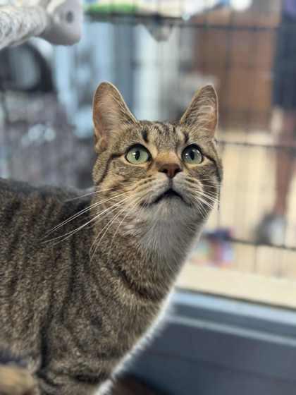 Enlarge Camila, a Adoptable Domestic Short Hair in Columbia City, IN image 3/3