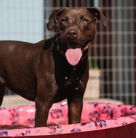 Enlarge Leah, a Adoptable mixed breed in Lubbock, TX image 1/6