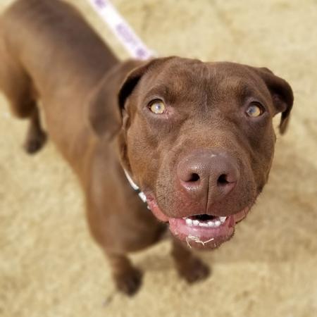 Enlarge Leah, a Adoptable mixed breed in Lubbock, TX image 2/6