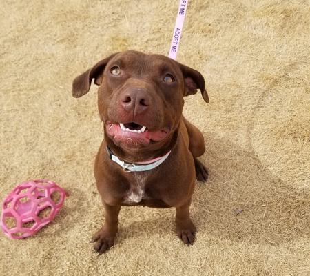 Enlarge Leah, a Adoptable mixed breed in Lubbock, TX image 3/6