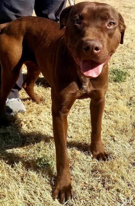 Enlarge Leah, a Adoptable mixed breed in Lubbock, TX image 4/6