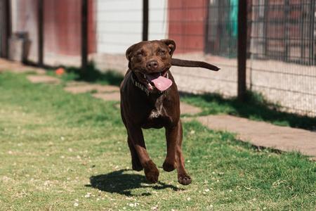 Enlarge Leah, a Adoptable mixed breed in Lubbock, TX image 5/6