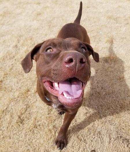 Enlarge Leah, a Adoptable mixed breed in Lubbock, TX image 6/6