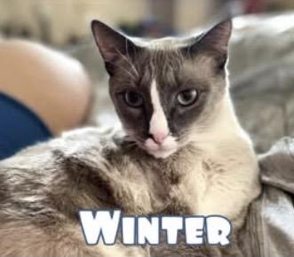 Winter, ADOPTABLE, Adult Male Domestic Short Hair.
