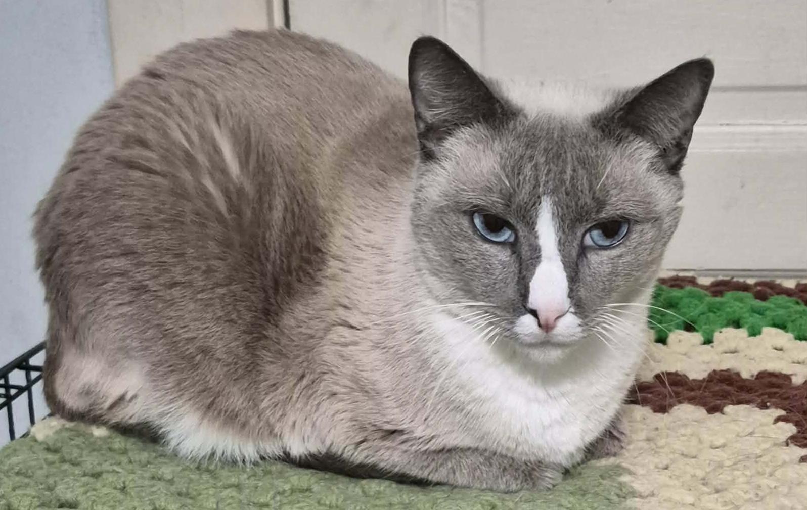 Enlarge Winter, an adopted mixed breed in Parma, OH image 1/1