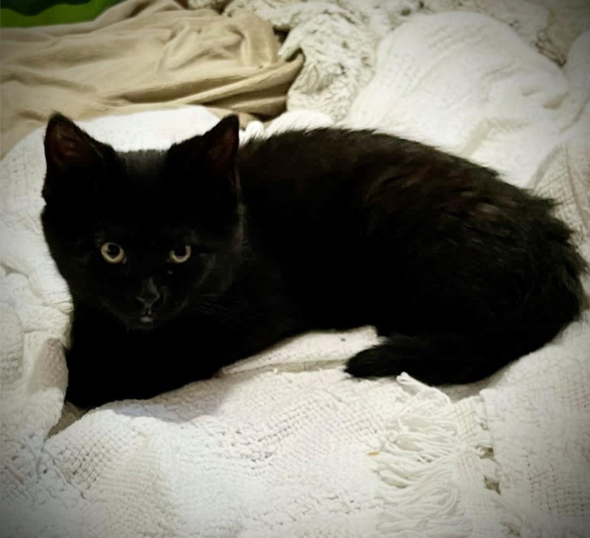 Susan B. Anthony thumbnail 2