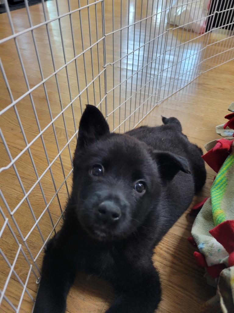 Lena (kna Dolly), Adopted, Adult Female Norwegian Elkhound & Mixed Breed.