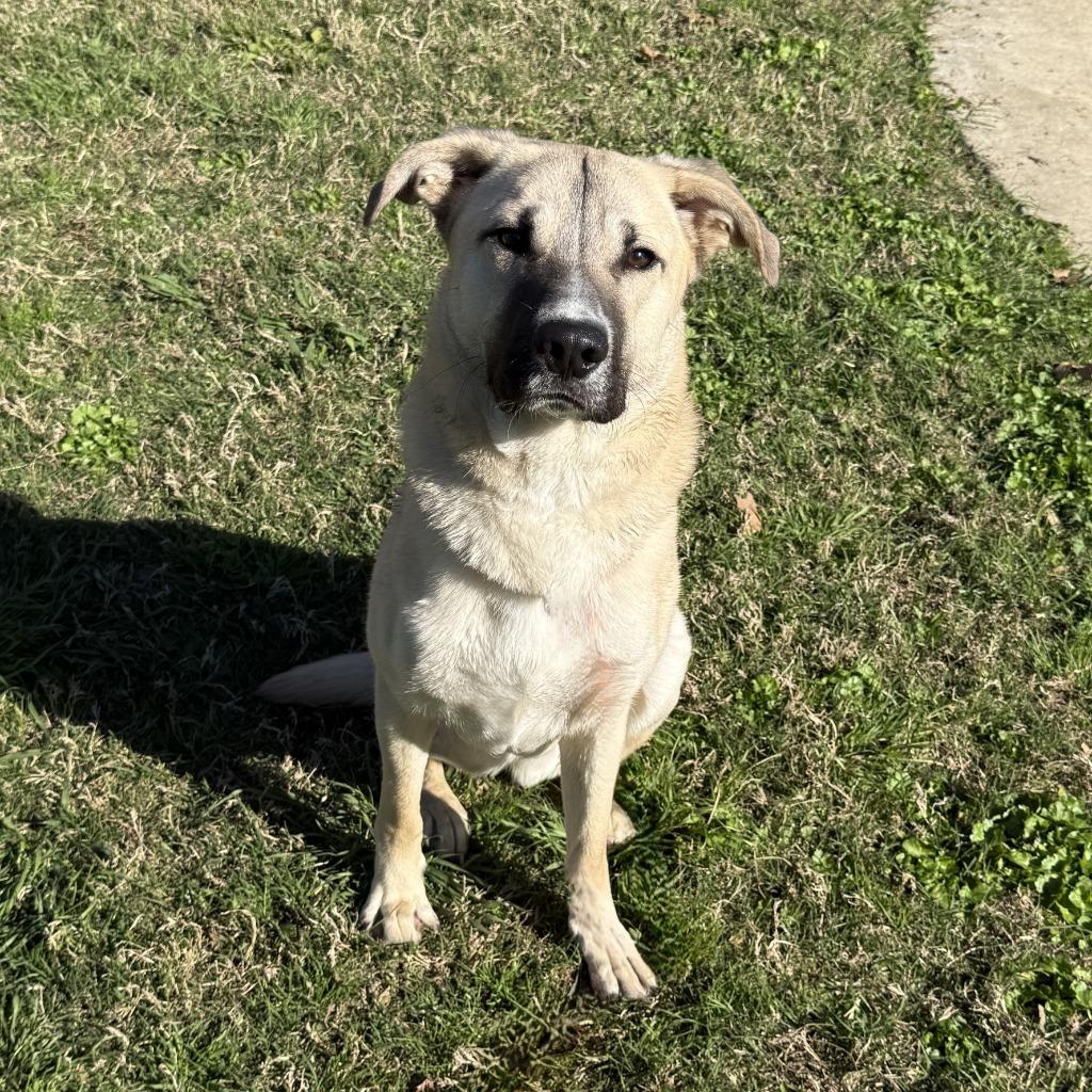 Bruce Wayne, a Adoptable mixed breed in Brenham, TX image 3/6