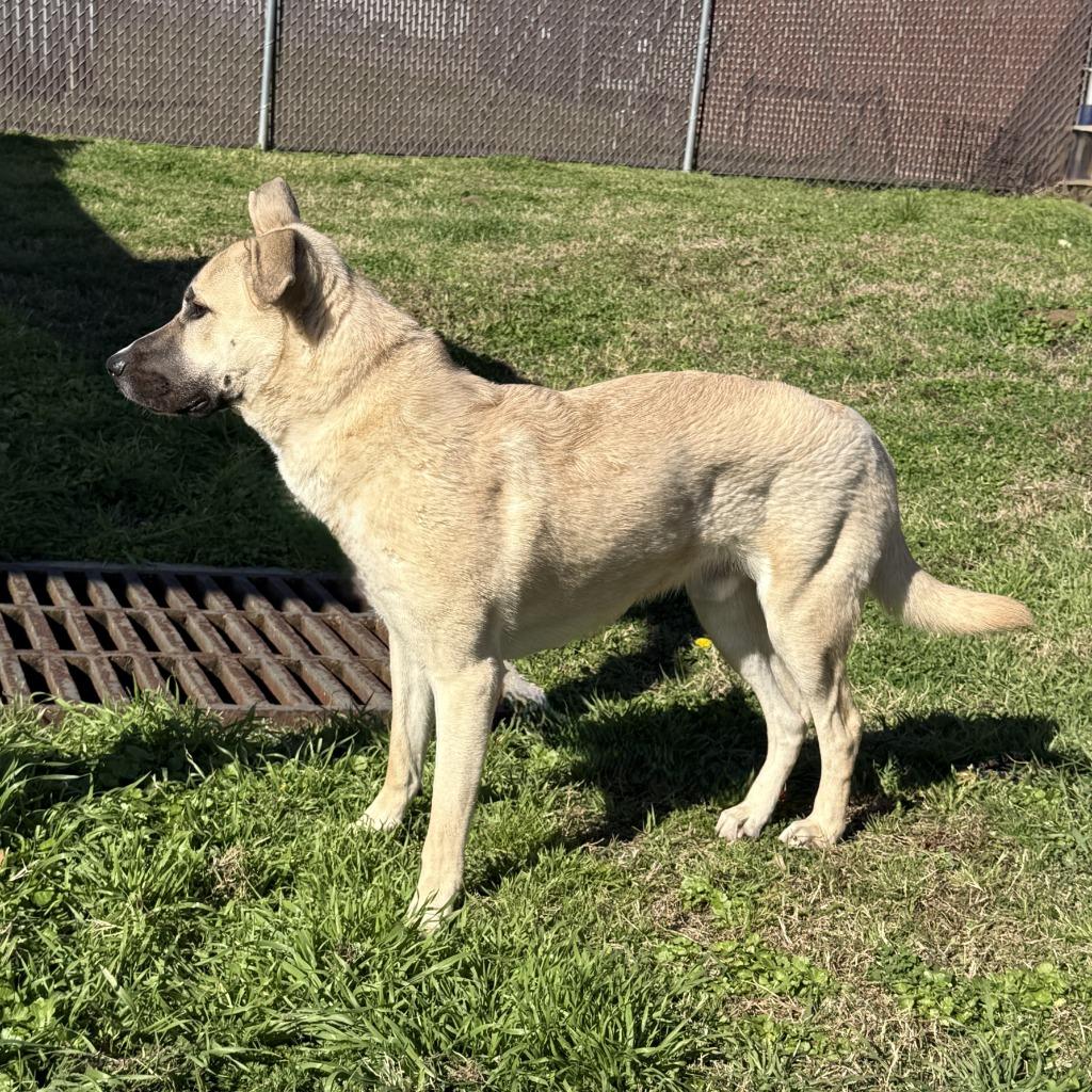 Bruce Wayne, a Adoptable mixed breed in Brenham, TX image 4/6