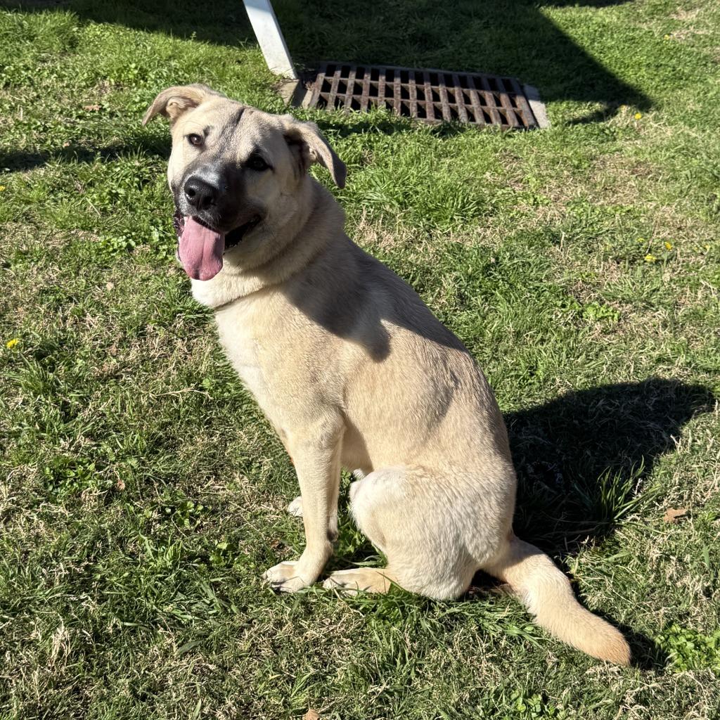 Bruce Wayne, a Adoptable mixed breed in Brenham, TX image 5/6