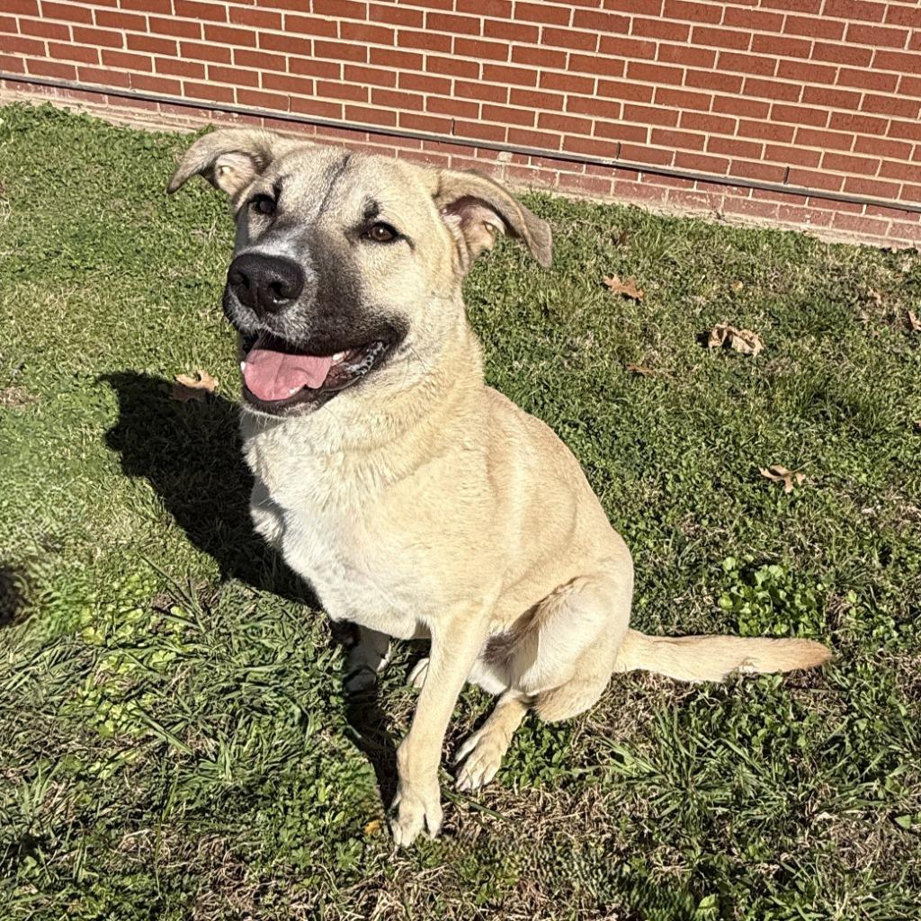 Bruce Wayne, a Adoptable mixed breed in Brenham, TX image 6/6