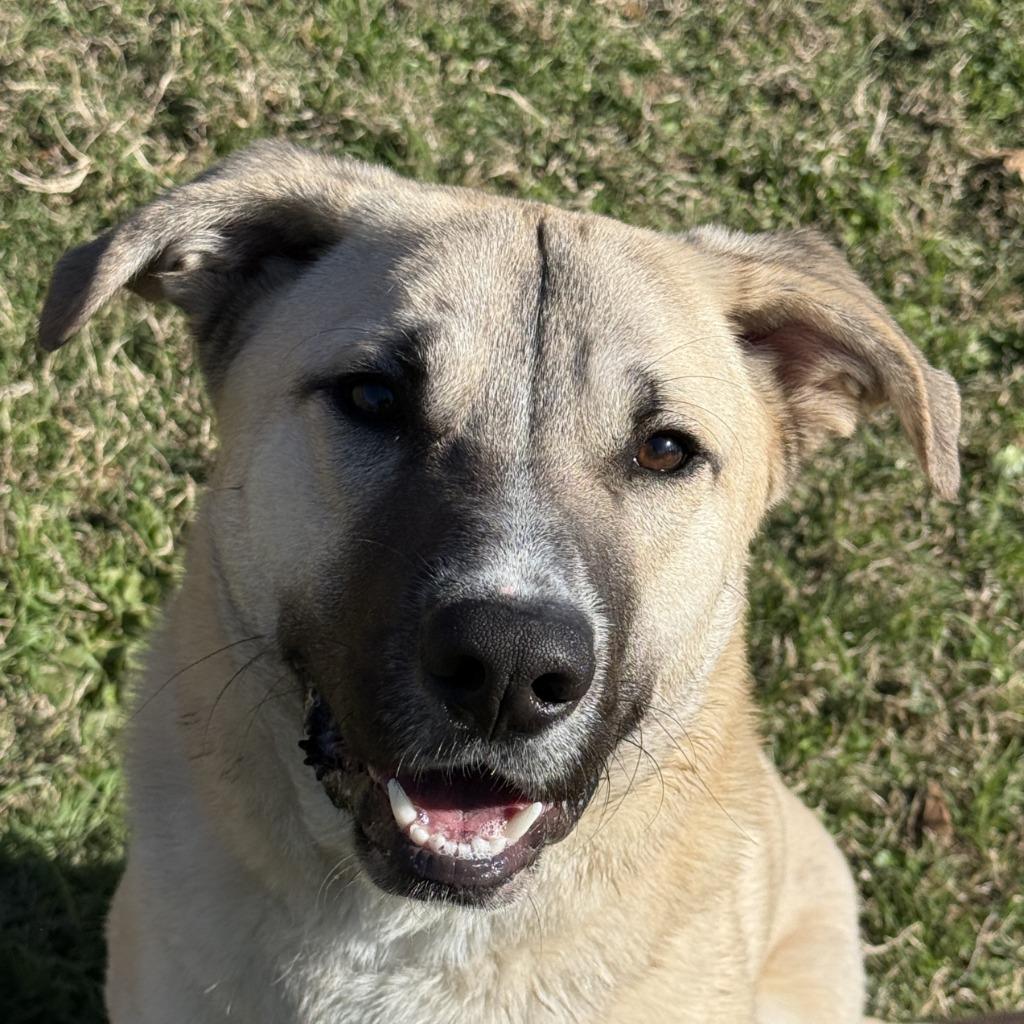 Bruce Wayne, a Adoptable mixed breed in Brenham, TX image 1/6