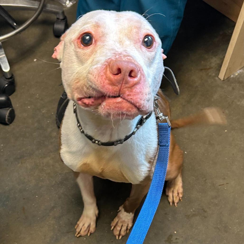 Enlarge Chicken Wing (FKA Ghost), a Adoptable mixed breed in Wilmington, DE image 1/6