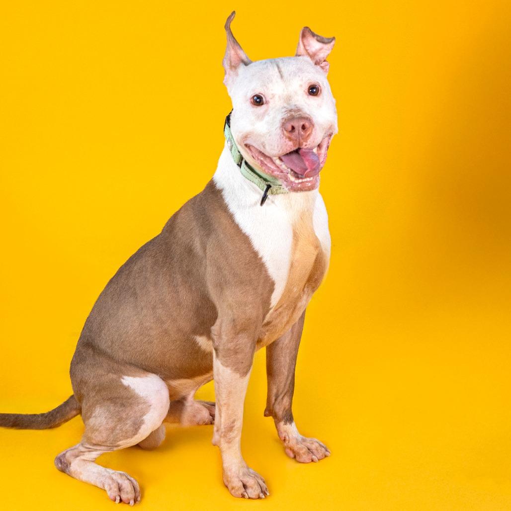 Enlarge Chicken Wing (FKA Ghost), a Adoptable mixed breed in Wilmington, DE image 2/6