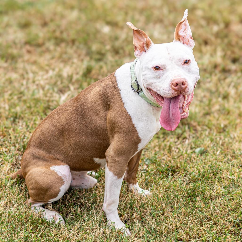 Enlarge Chicken Wing (FKA Ghost), a Adoptable mixed breed in Wilmington, DE image 5/6