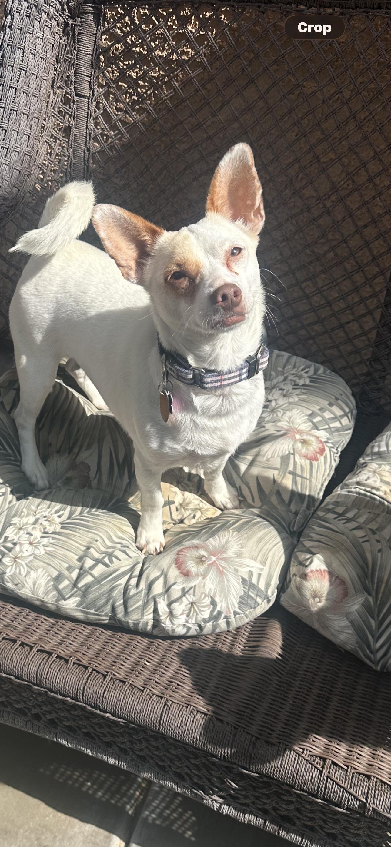 Enlarge Lola, a ADOPTABLE Jack Russell Terrier in Las Vegas, NV image 1/1