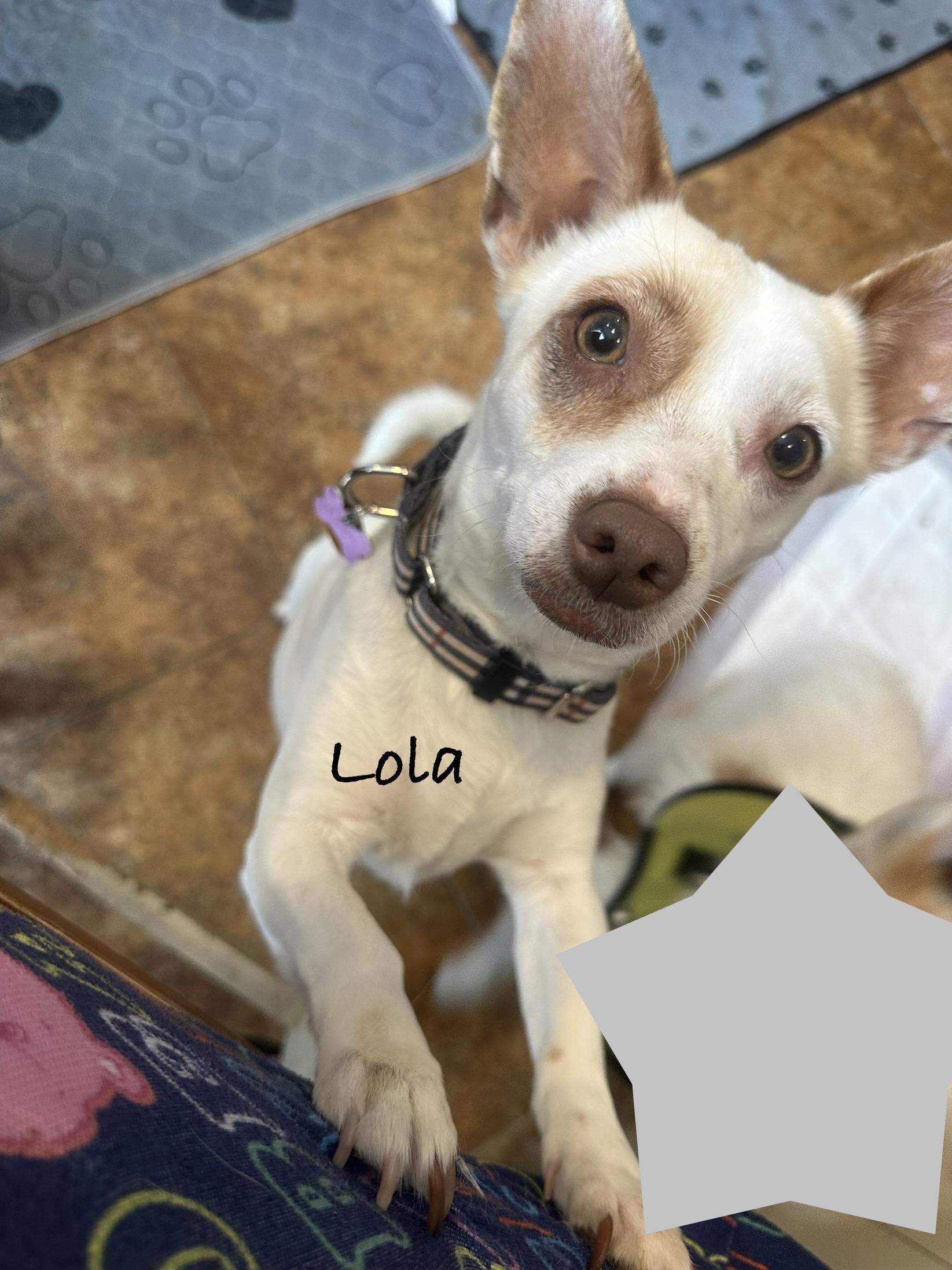 Enlarge Lola, a ADOPTABLE Jack Russell Terrier in Las Vegas, NV image 1/1