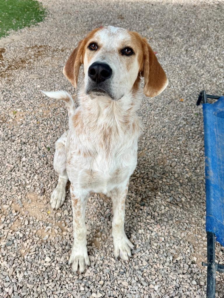 Spot, Adoptable, Young Male Hound.