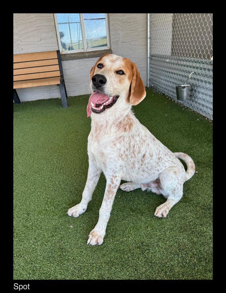 Enlarge Spot, a Adoptable Hound in Chino Valley, AZ image 2/2