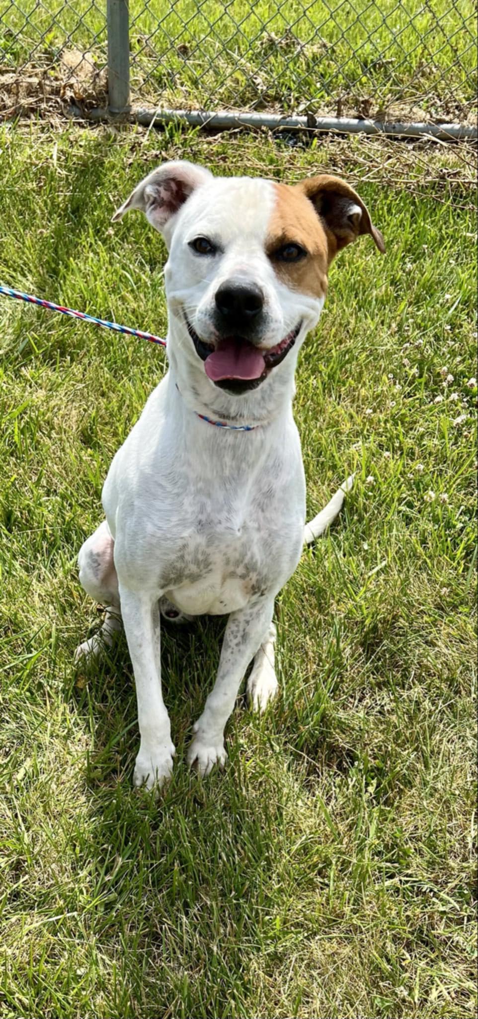 clark, Young Male Mixed Breed