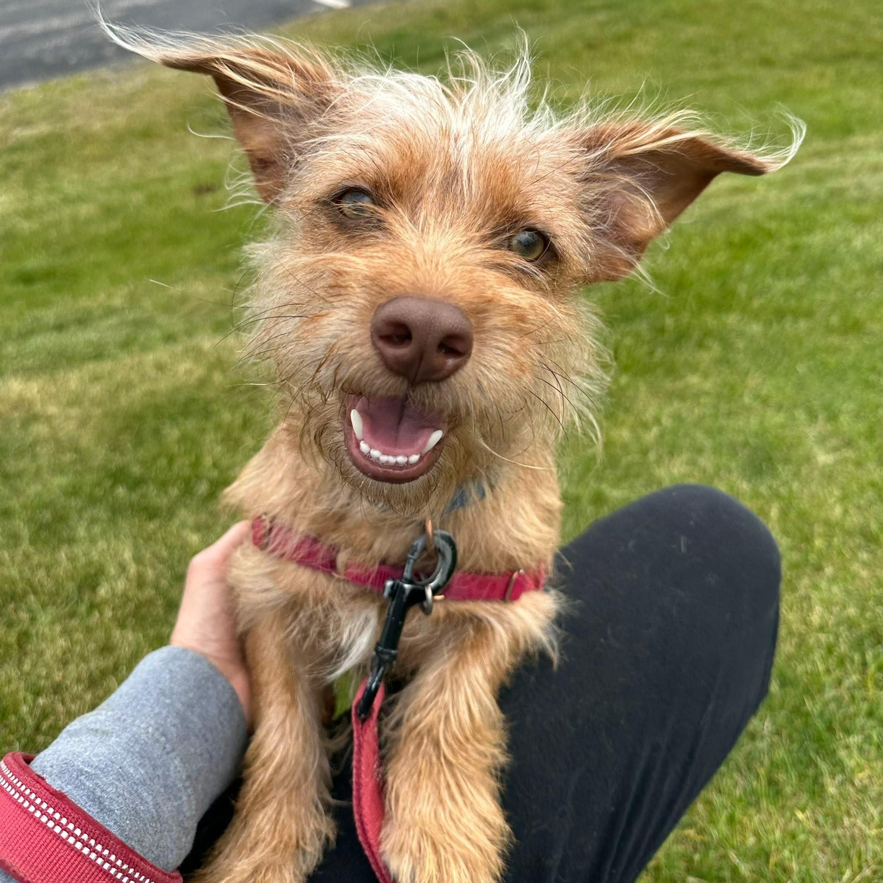 Twig-Home visit in process, adopted, Young Male Yorkshire Terrier.