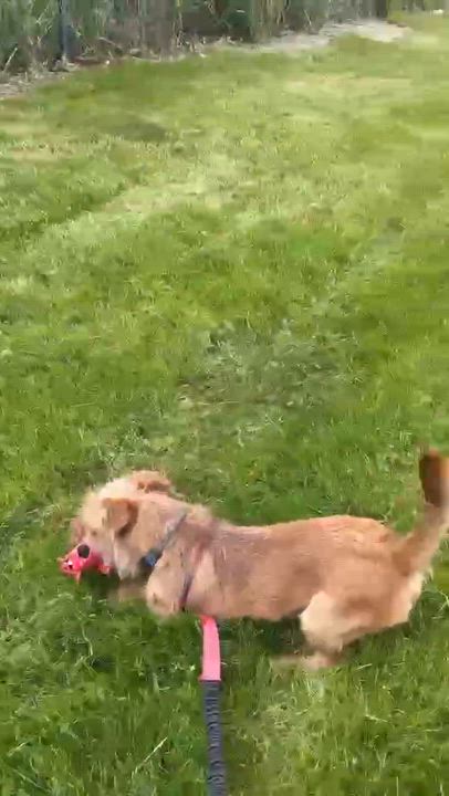 Enlarge Twig-Home visit in process, an adopted mixed breed in Hartland, WI video 6/6