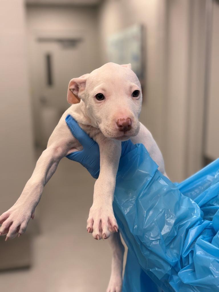Enlarge Q-Tip, a Adoptable mixed breed in Chillicothe, OH image 1/1