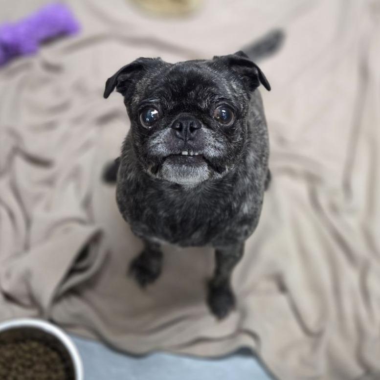 Oregano, Adoptable, Senior Female Pug & Mixed Breed.