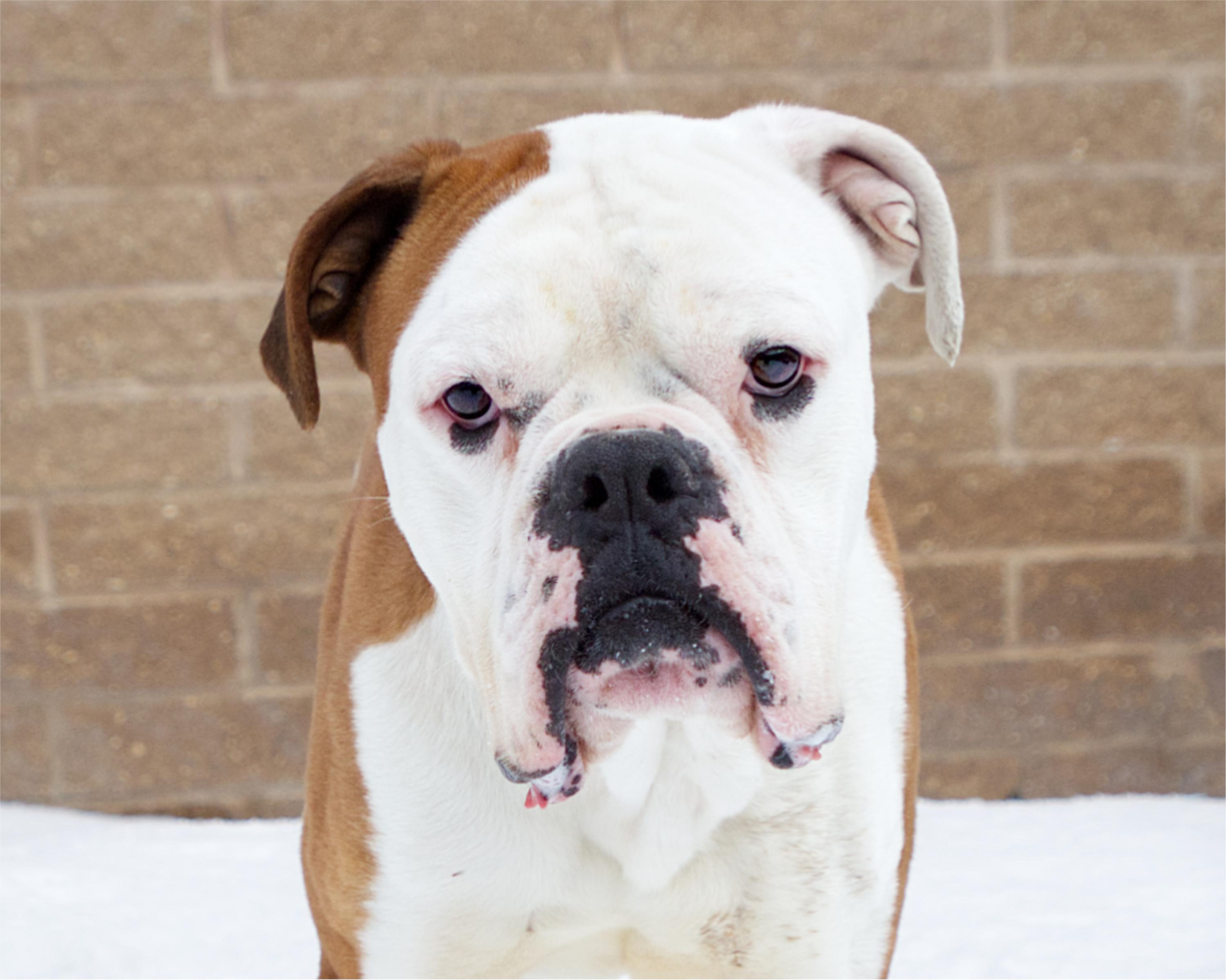 Tyson, adoptable, Adult Male Boxer.