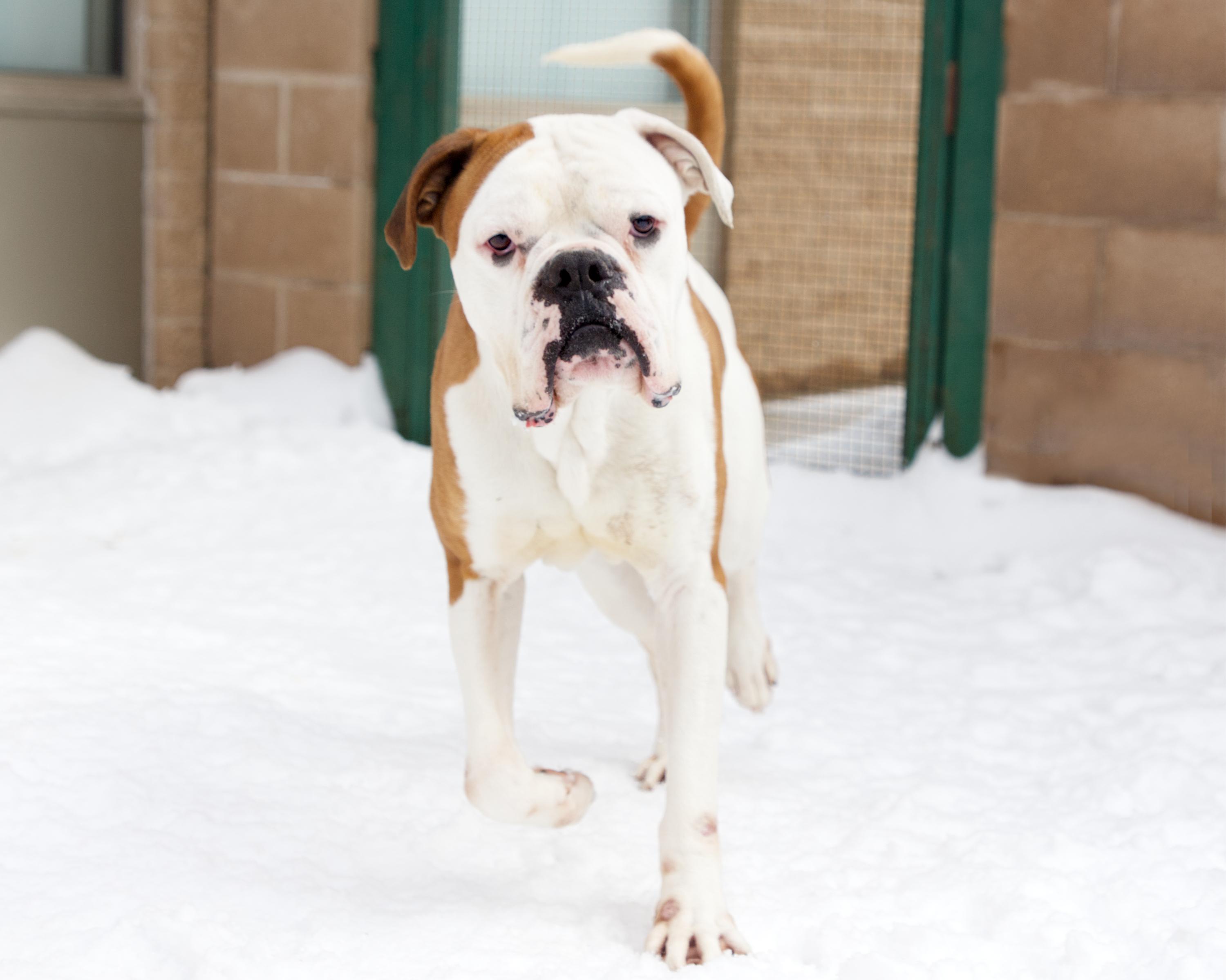 Tyson, an adoptable mixed breed in Winnipeg, MB image 3/3