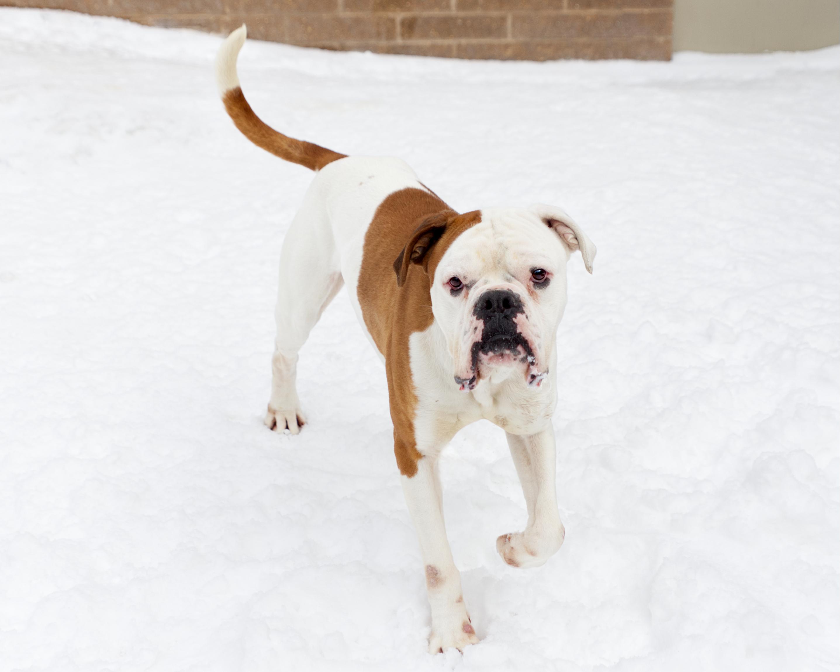 Tyson, an adoptable mixed breed in Winnipeg, MB image 2/3