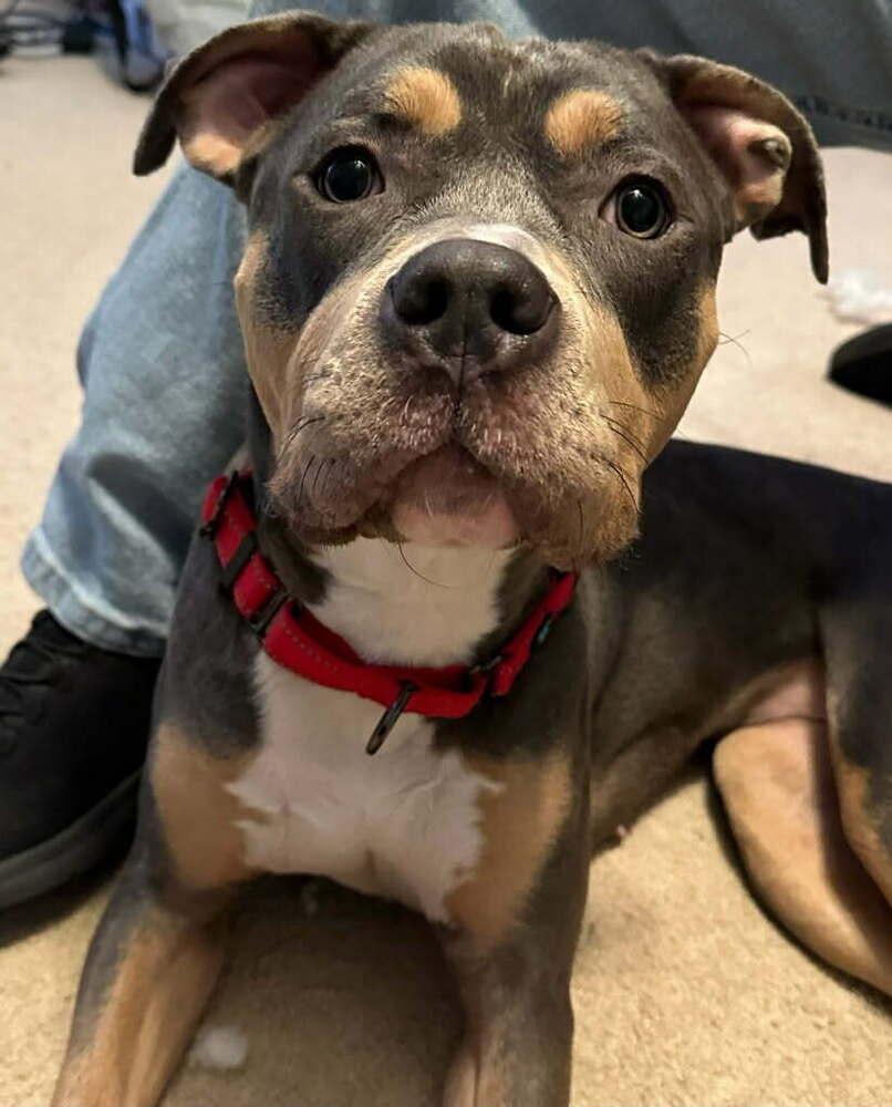 Bijou, Adoptable, Young Female Pit Bull Terrier.