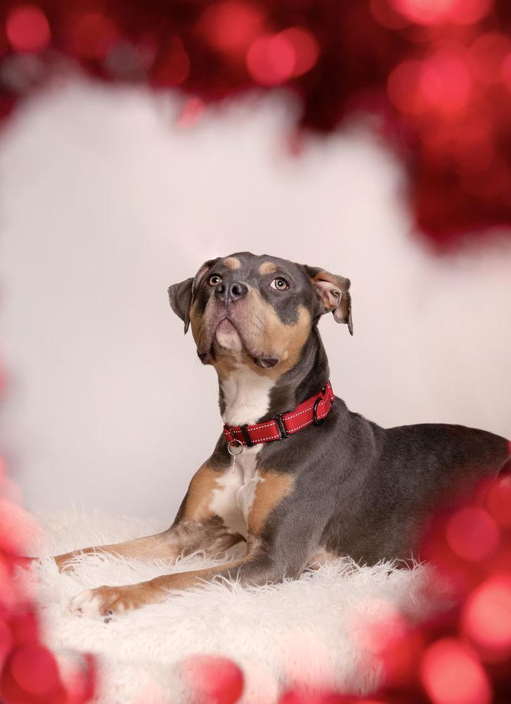 Enlarge Bijou, a Adoptable Pit Bull Terrier in Caldwell, NJ image 2/3