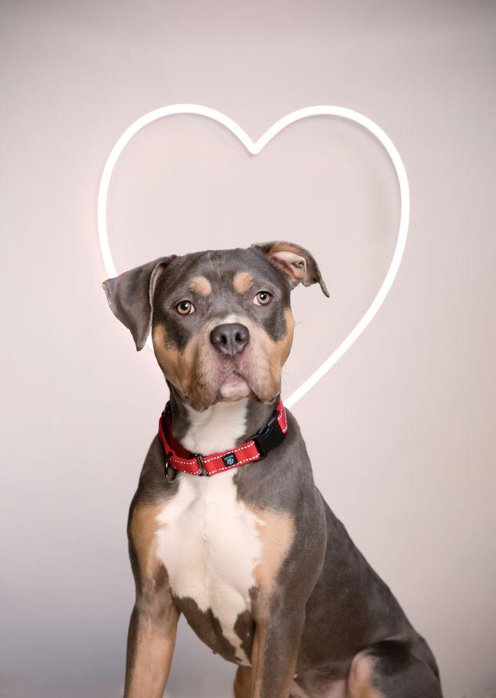 Enlarge Bijou, a Adoptable Pit Bull Terrier in Caldwell, NJ image 3/3