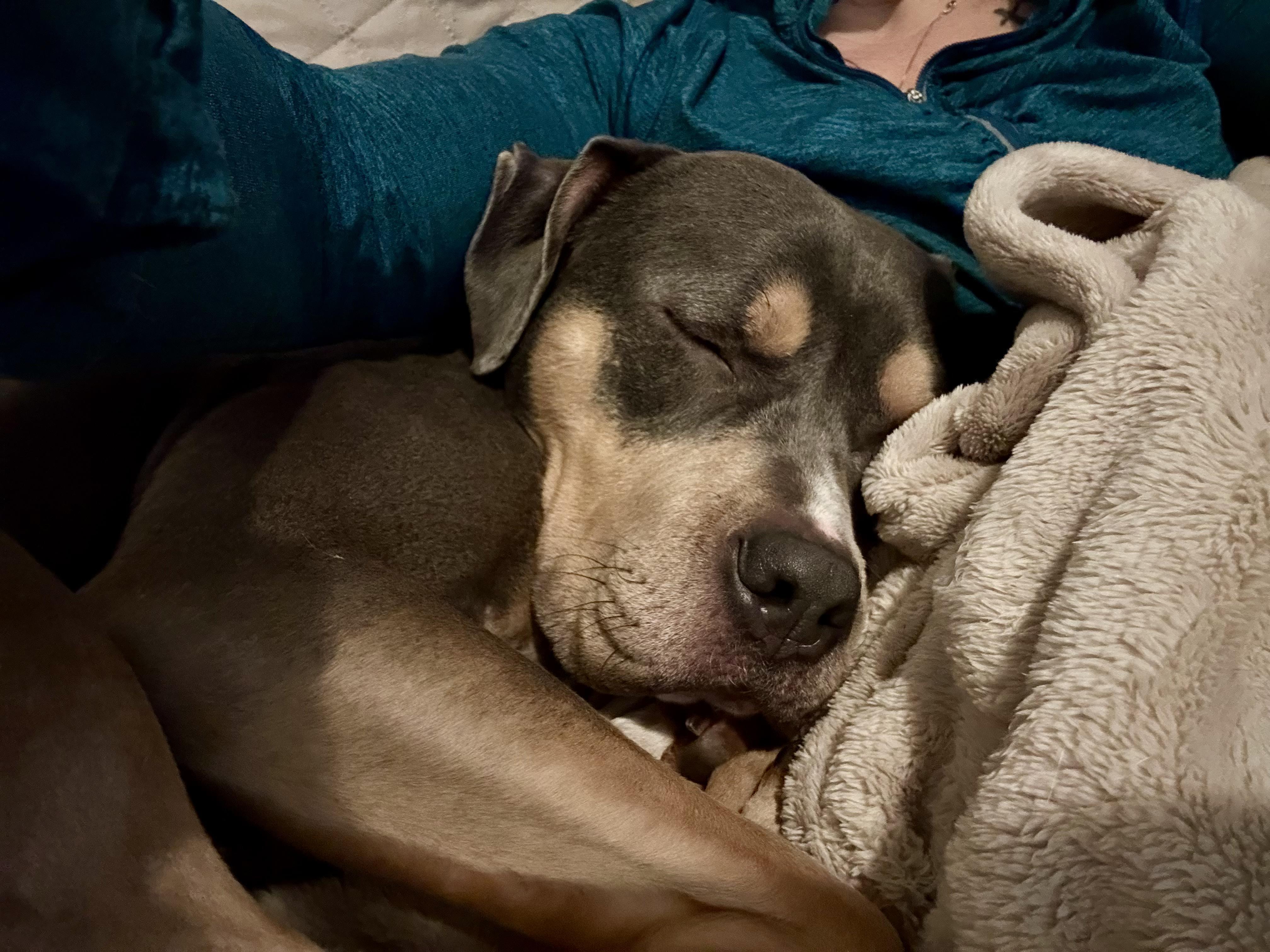 Enlarge Bijou, a Adoptable Pit Bull Terrier in Caldwell, NJ image 2/6