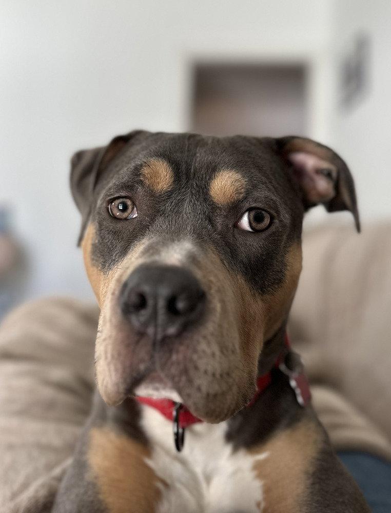 Bijou, Adoptable, Young Female Pit Bull Terrier.