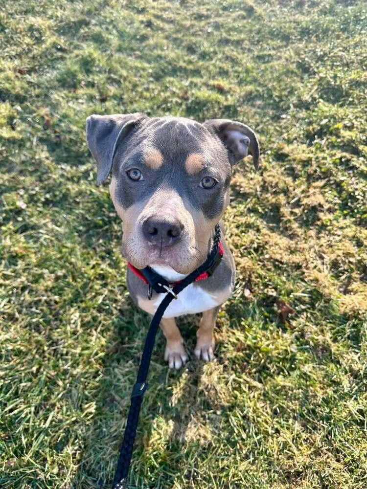 Bijou, Adoptable, Young Female Pit Bull Terrier.