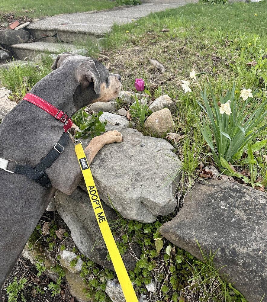 Bijou, Adoptable, Young Female Pit Bull Terrier.
